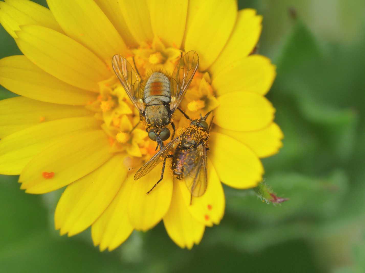 Piccoli ditteri in accoppiamento: Usia versicolor M e F